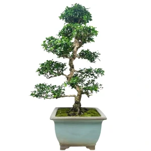 Rare Fukien Tea Tree 125cm
