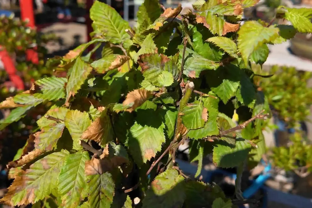 What Happens If a Bonsai Tree Is Left in the Sun? Risks, Damage & Prevention - Miyagi Bonsai