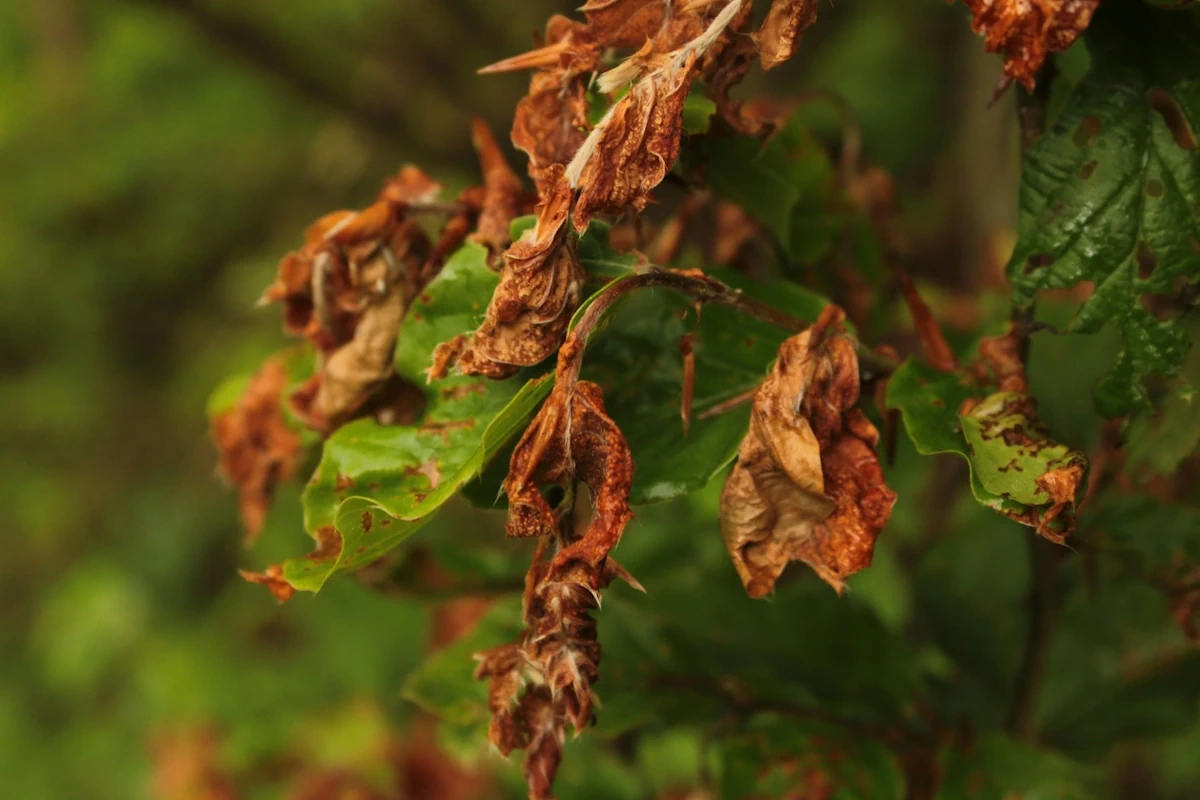 What Happens If a Bonsai Tree Is Left in the Sun? Risks, Damage & Prevention - Miyagi Bonsai