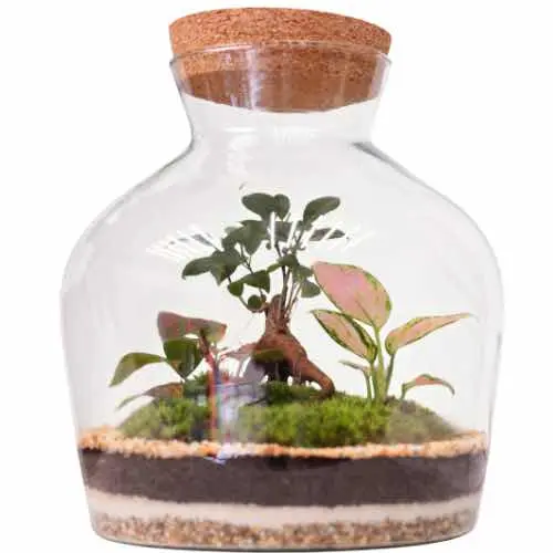 sealed wide carafes shaped terrarium displaying layers and ginseng bonsai