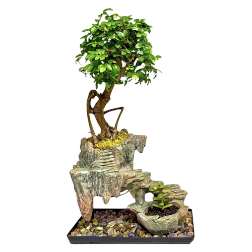 Decorative Chinese Elm 25cm
