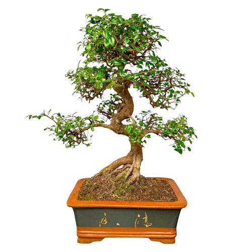 Structured Chinese Elm 56cm