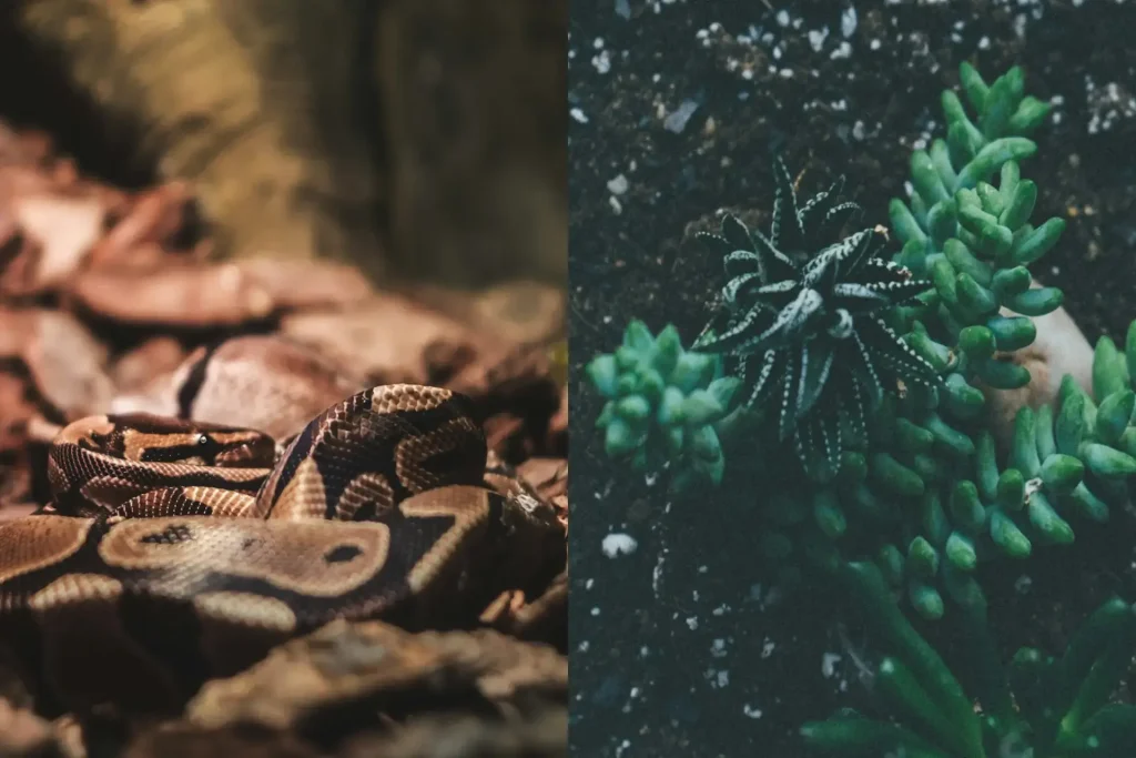 Difference Between a Vivarium and Terrarium