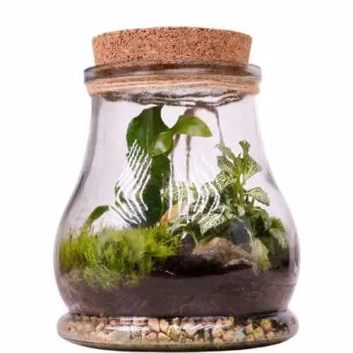 Elegant Glass Terrarium with Moss Nature Scene