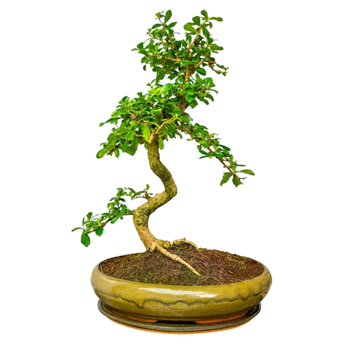 Fukien Tea Tree Inc Tray 59cm