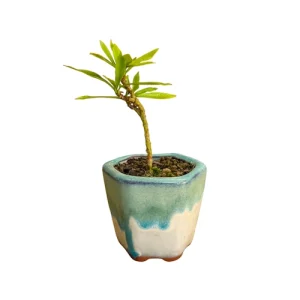 Mini Gardenia 16cm