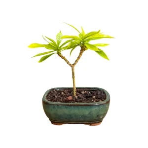Mini Gardenia 14cm