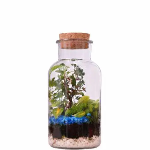 Glass Terrarium with Blue Stones Cork Sealed Mini Garden