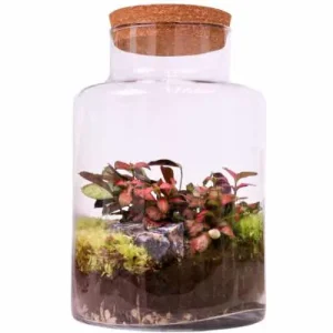Upright cylindrical sealed terrarium displaying layers with a moss and fern finish