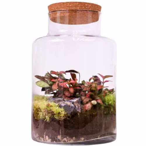 Upright cylindrical sealed terrarium displaying layers with a moss and fern finish