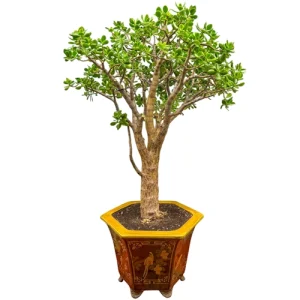 Evergreen Dwarf Jade 140cm
