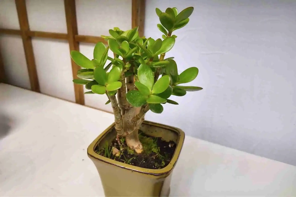 Jade Plant Care & Problem Solver | Beginner's Guide - Miyagi Bonsai