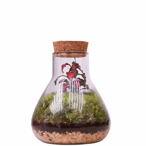 Conical flask-shaped terrarium sealed with a cork top, displaying sand and moss layers with visible foliage