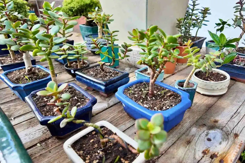 shelves plants Perch Square Plant Shelf 10