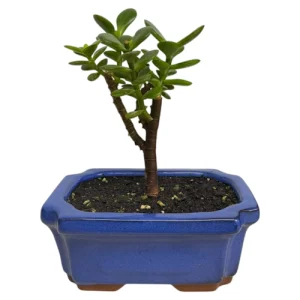 Money Plant 3270