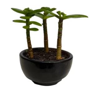 Money plant 3279