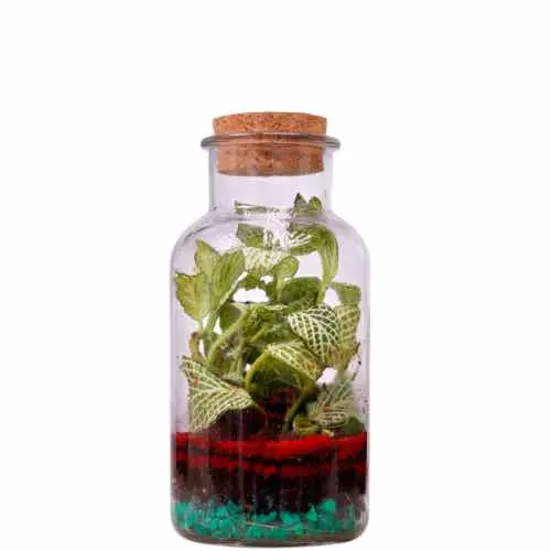 Stylish Glass Terrarium with Lush Greenery Succulent Plants