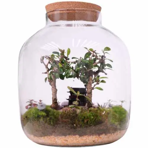 How to Make a Self Sustaining Terrarium (Plants, Setup & Tips) - Miyagi  Bonsai