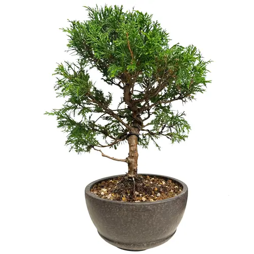 Balanced Chinese Juniper 29cm