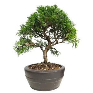 Beautiful Juniper 31cm