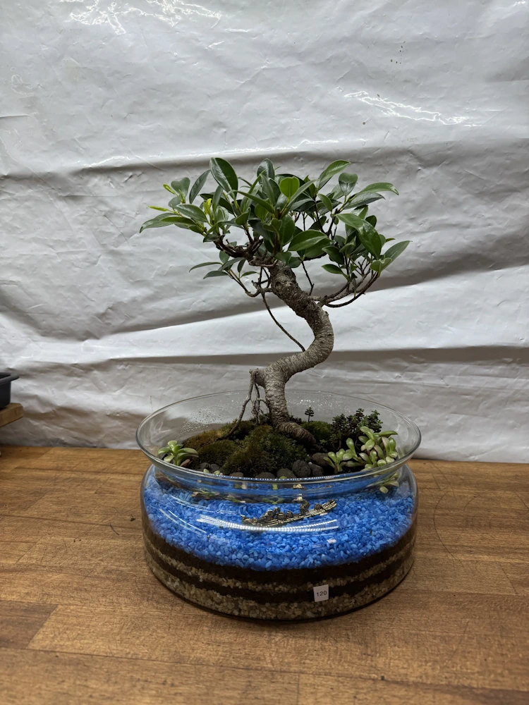 dracena marginata bicolor Dracaena Marginata Tricolor | Care Guide and Pro Tips - Delivery from  Toronto across Canada main image 1