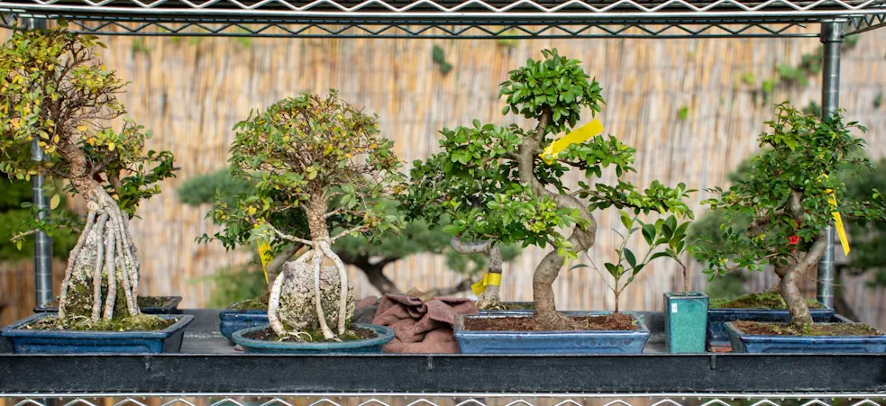 What Happens If a Bonsai Tree Is Left in the Sun? Risks, Damage &  Prevention - Miyagi Bonsai
