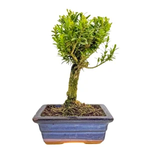 Chinese Box Tree 26cm