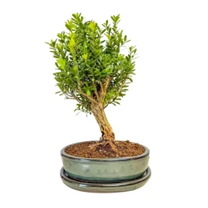 Chinese Box Tree Inc Tray 30cm