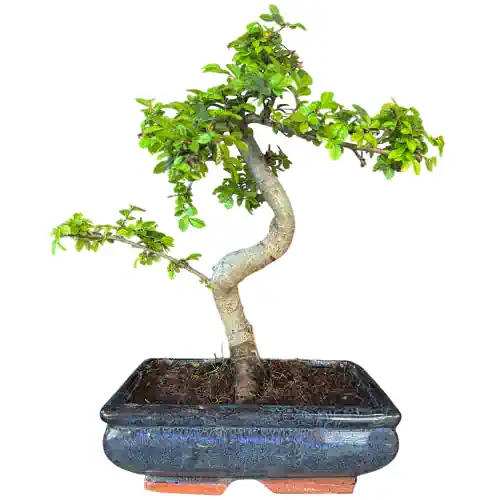Chinese Elm 36cm