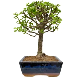 Upright Dwarf Jade 30cm