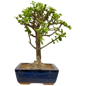 Lush Dwarf Jade 32cm