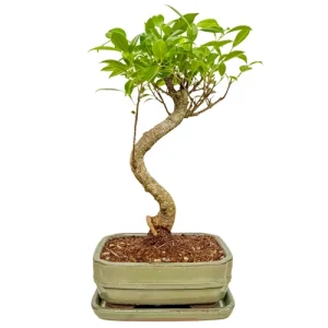 Twisted Ficus Inc Tray 34cm