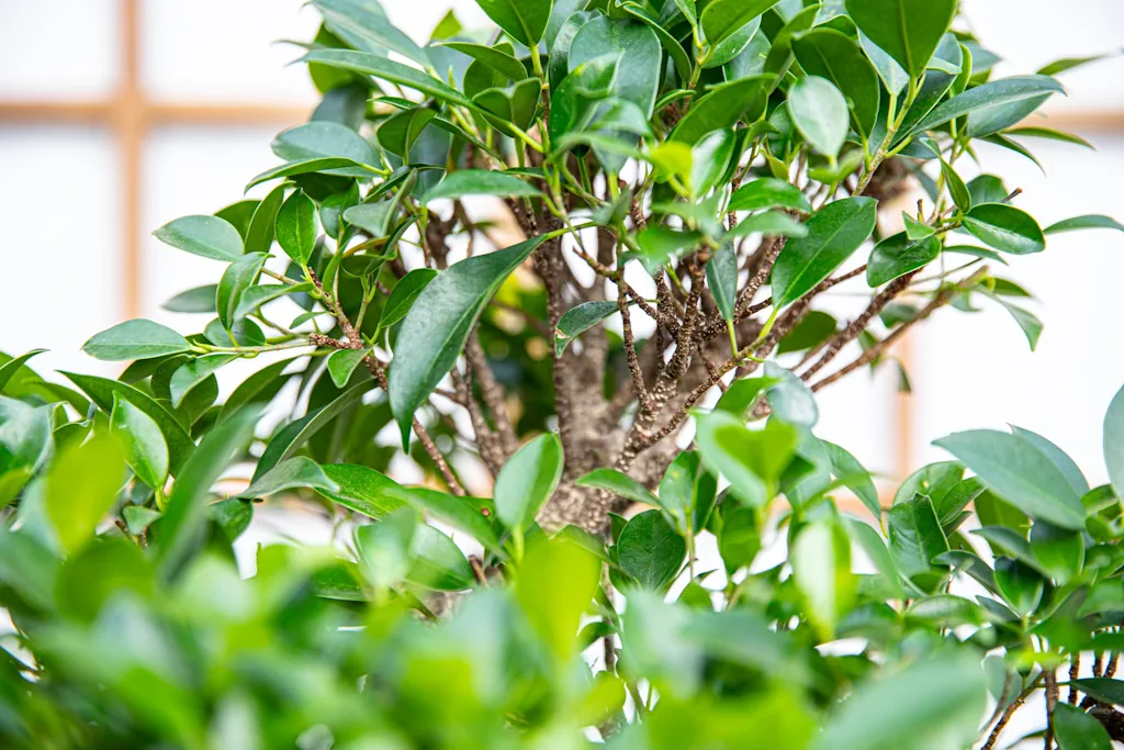 Foliage Up Close