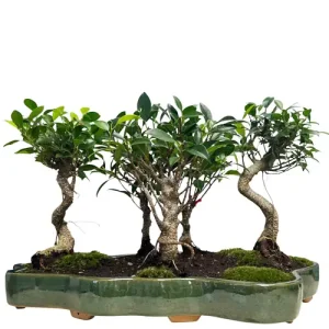 Grouped Ficus 30cm
