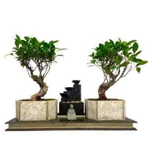 Handmade Water Feature Ficus 45cm
