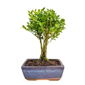 Japanese Holly 27cm