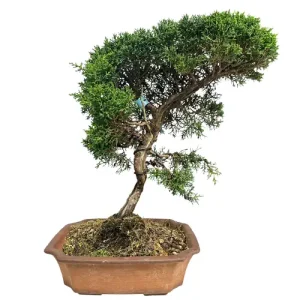 Chinese Juniper 42cm