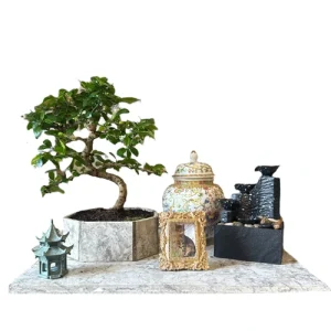 Memorial Bonsai Tribute