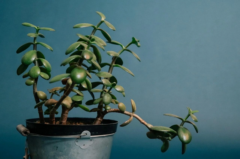Where to Place Jade Plant in Home