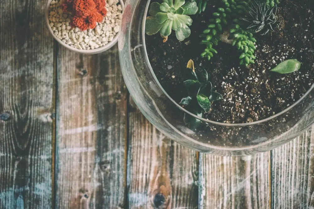 What Plants to Put in a Terrarium?