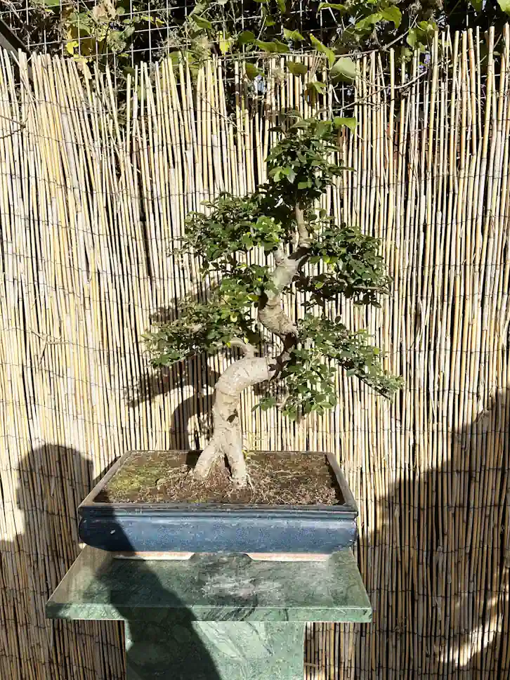 What Happens If a Bonsai Tree Is Left in the Sun? Risks, Damage &  Prevention - Miyagi Bonsai