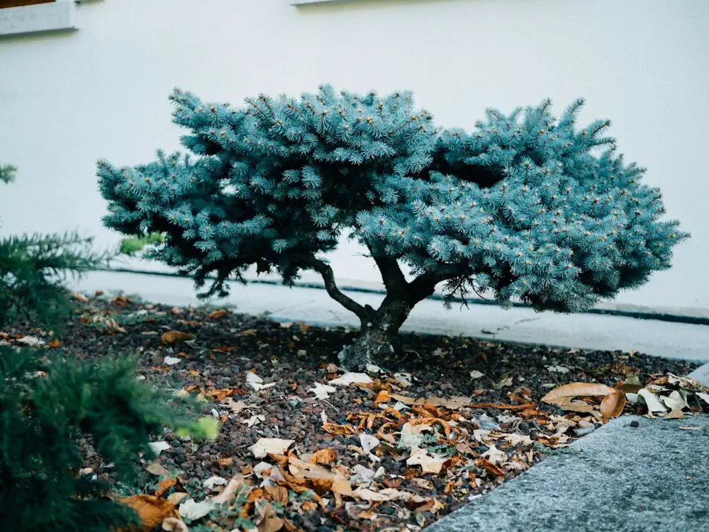 How Cold Is Too Cold for a Bonsai Tree? Winter Temperature Limits Explained  - Miyagi Bonsai