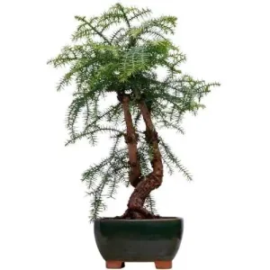 Hoop Pine Bonsai Care Guide