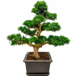 Buddhist Pine 153cm inc tray