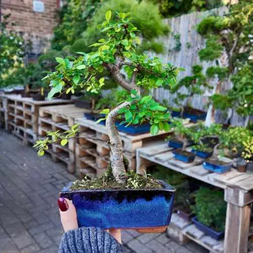 Single hand holding up a miniature bonsai with a twisted trunk in a blue glazed ceramic pot