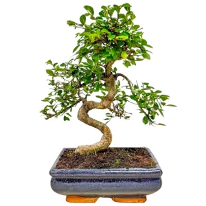 Chinese Elm 34cm