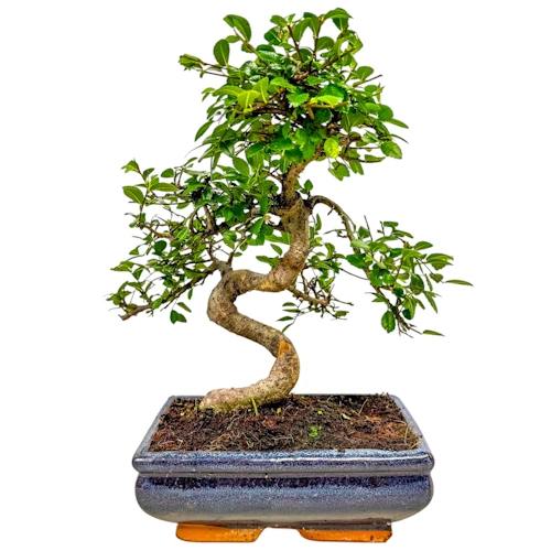 Chinese Elm 34cm
