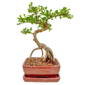 Chinese elm bonsai with raised roots and an S-shaped trunk