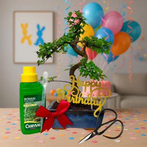 Happy Birthday 30cm Chinese Elm S-Shaped Bonsai Kit P14