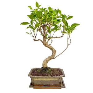 Ficus Inc Tray 39cm